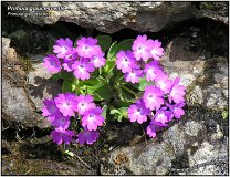 Primula glaucescente